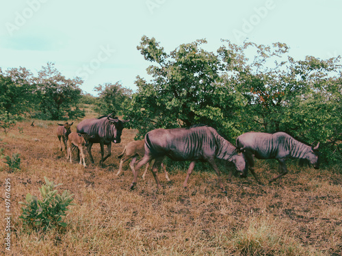 Fototapeta Naklejka Na Ścianę i Meble -  Wildebeest in the wild