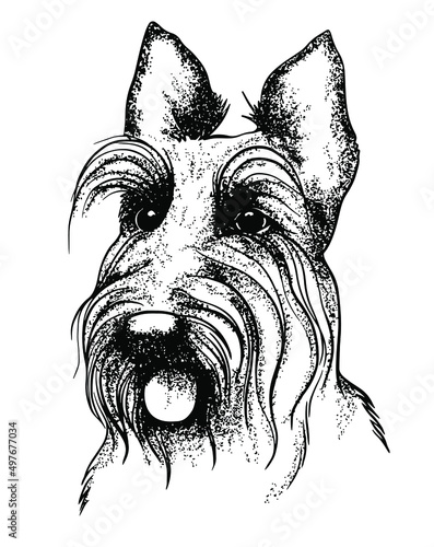 Vector hand drawn portrait of Scottish terrier. Scotties doggy silhouette. Ink line art. Headshot of terrier dog