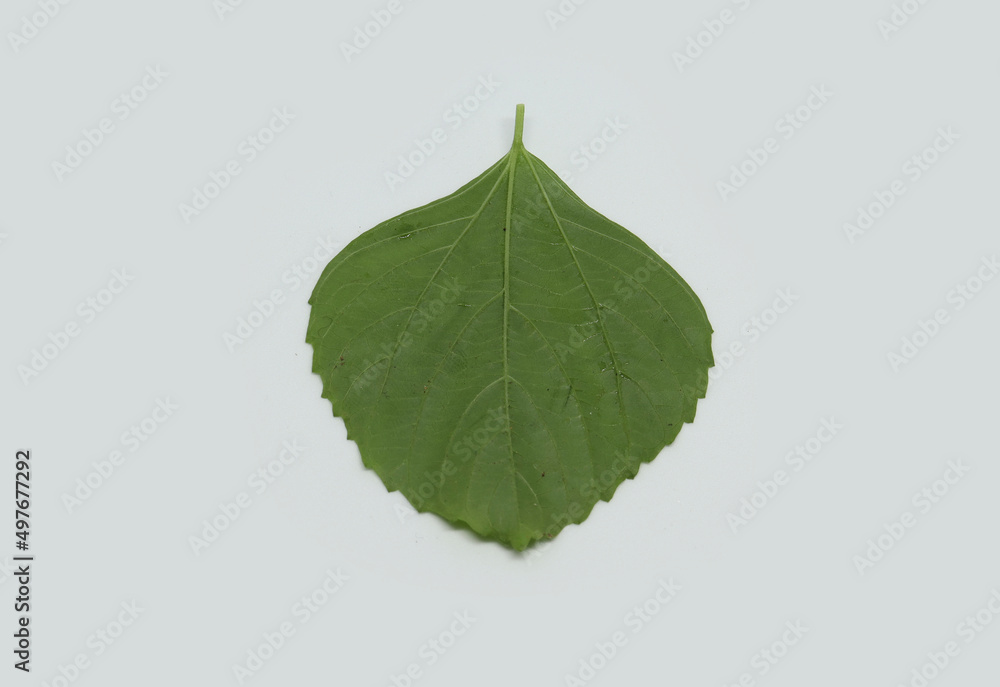 Indian Nettle, leaf, back side view Indian Acalypha (ACALYPHA INDICA