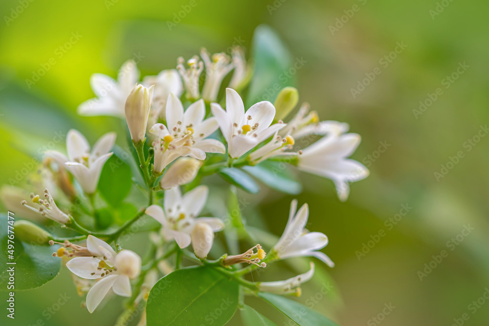 Pretty Orange jessamine flowers in bloom Pretty Orange jessamine flowers in bloom