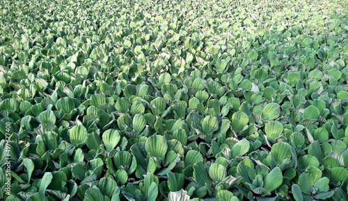 Pistia stratiotes Linn, growing fast and covering the lake. Daping is a floating aquatic plant, and its strong fecundity will affect the growth of animals and plants in the water. photo