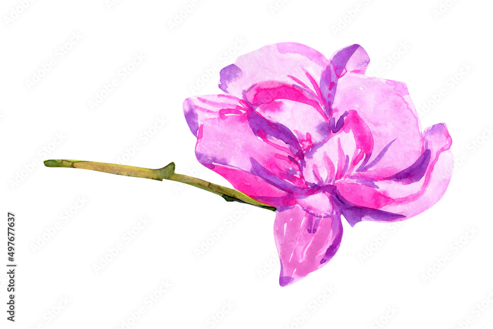 Obraz premium Watercolor pink magnolia flower on a branch, drawing isolated on white
