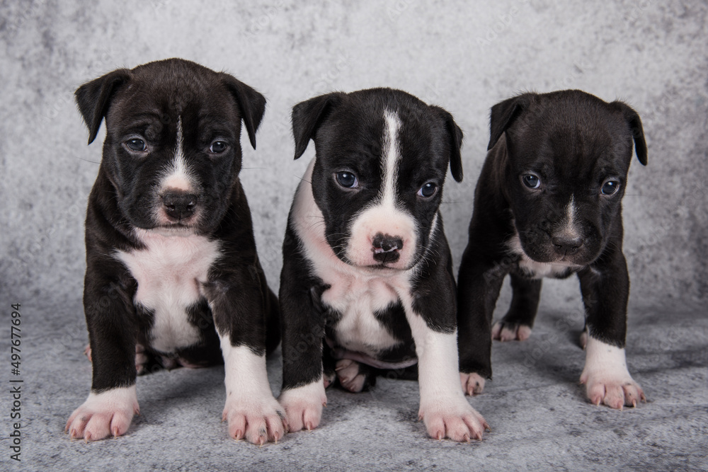 Black and white American Staffordshire Terrier dogs or AmStaff puppies on gray background