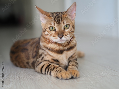 Fototapeta Naklejka Na Ścianę i Meble -  Bengal cat