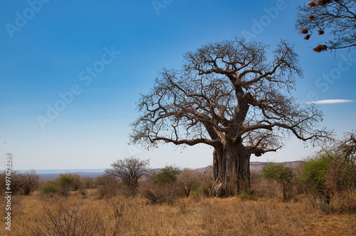 African baobab, Adansonia digitata, in the landscape of Tsavo National Park in Kenya.