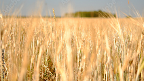 Beautiful landscape field on a summer day. Rural scene. Close up of wheat ears  field of wheat