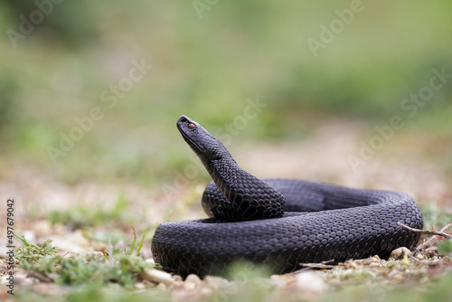 Close-up shot of a Nikolsky's viper (Vipera nikolskii) photo