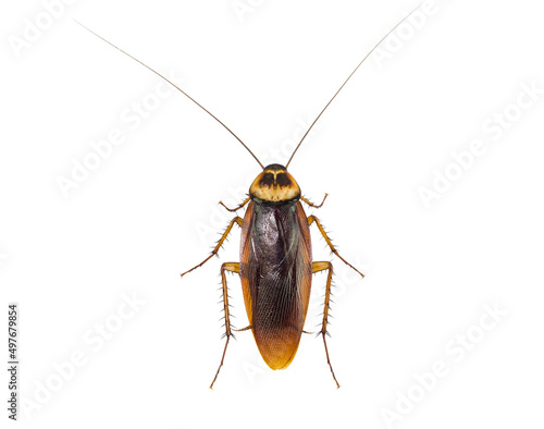 action image of Cockroaches, Cockroaches isolated on white background