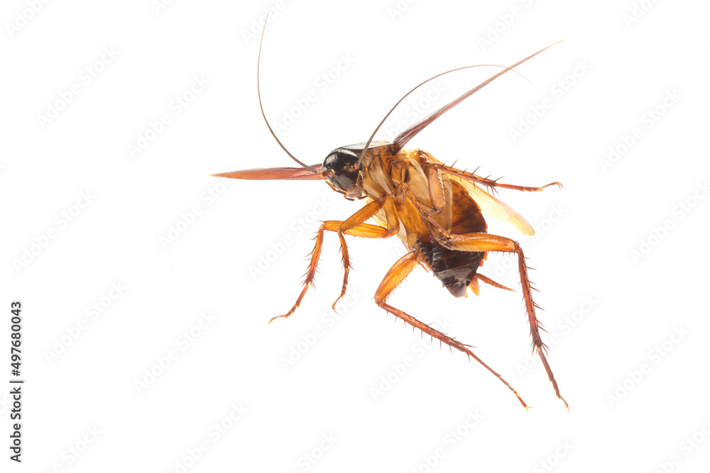 Cockroach isolated on white background. Cockroaches are flying insects and cockroaches are also carriers of human pathogens. Side view Cockroach isolated on white background. Cockroaches are flying insects and cockroaches are also carriers of human pathogens. Side view