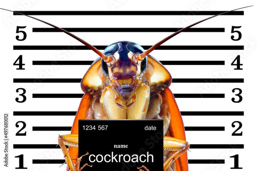 Image of cockroaches arrested.The charges against ,Mr cockroaches, invading the home kitchen. concept protection against termites, cockroaches, fleas, agricultural pests. photo