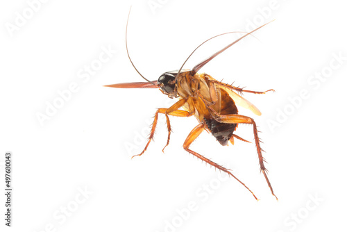 Cockroach isolated on white background. Cockroaches are flying insects and cockroaches are also carriers of human pathogens. Side view © Gan