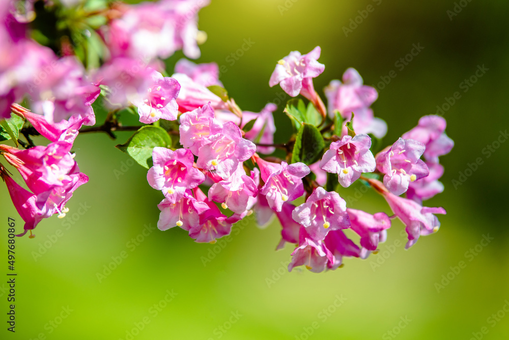 pink weigela blooms in the Botanical garden
pink weigela blooms in the Botanical garden