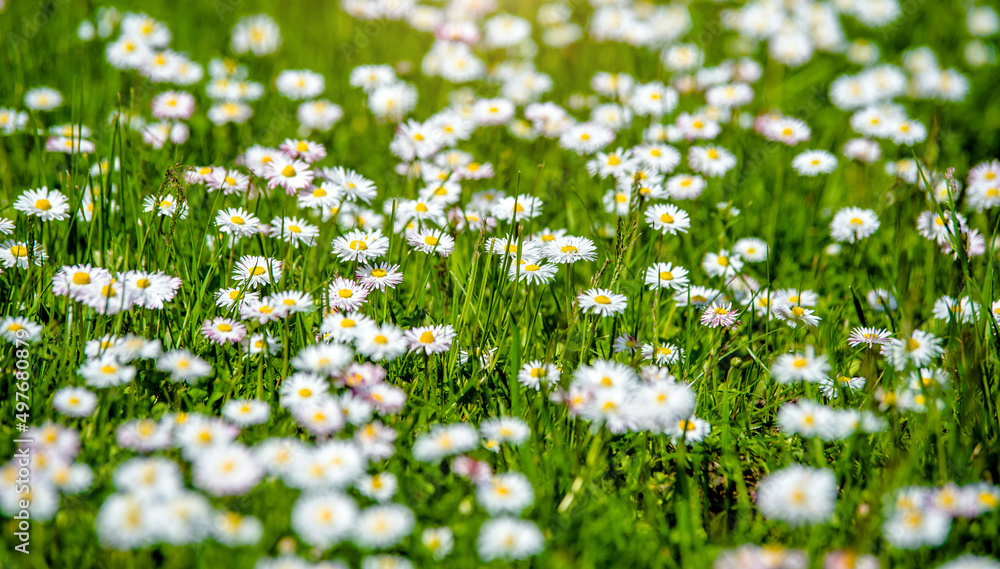 White small daisies blooming on grass background
