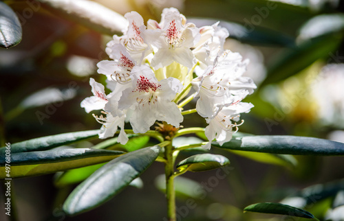 Fototapeta Naklejka Na Ścianę i Meble -  white rhododendron blooms in the Botanical garden
