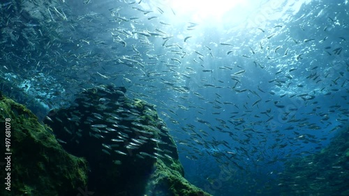 silversides hiding behind secret rocks  under sun shine and beams underwater silverside fish school wavy sea protection ocean scenery behaviour backgrounds photo