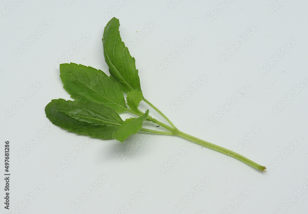 Hindi Name Tulsi English Name Holy Basil Latin Name Ocimum sactum