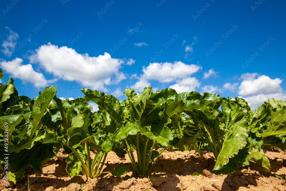 agricultural field with growing sugar beet for the production of sugar