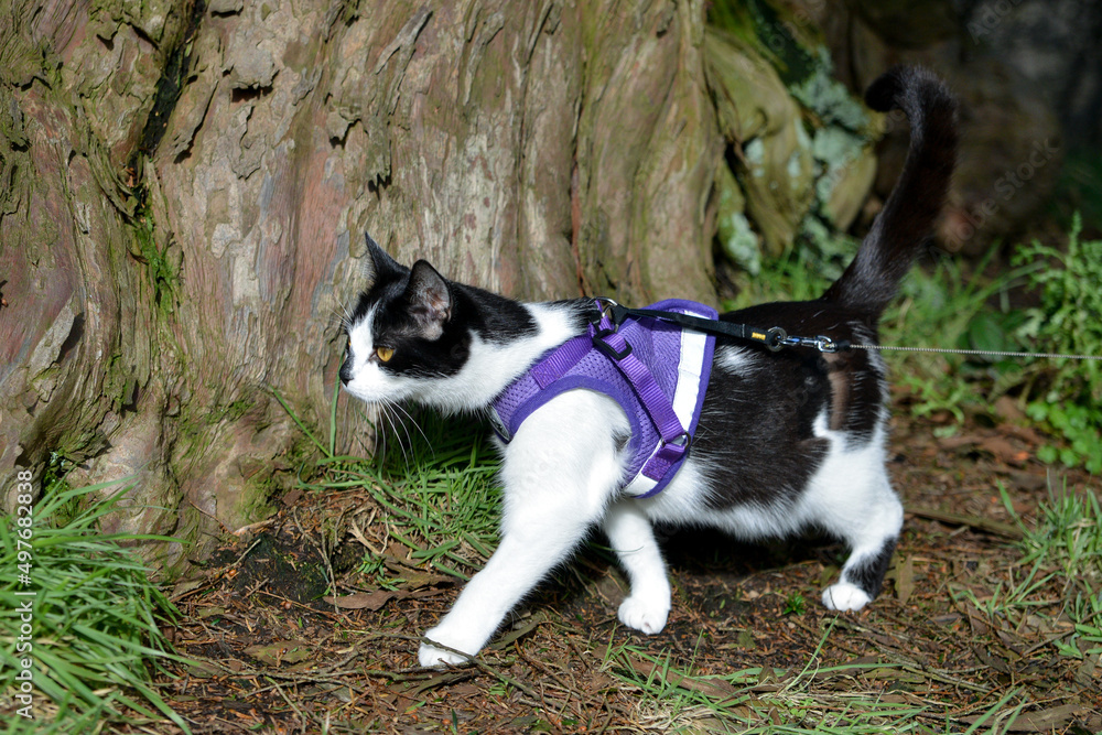 cat on the ground in a harness 