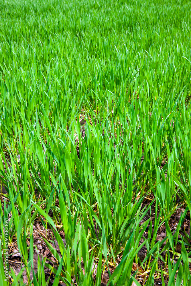 agricultural field with grass and other plants agricultural field with grass and other plants