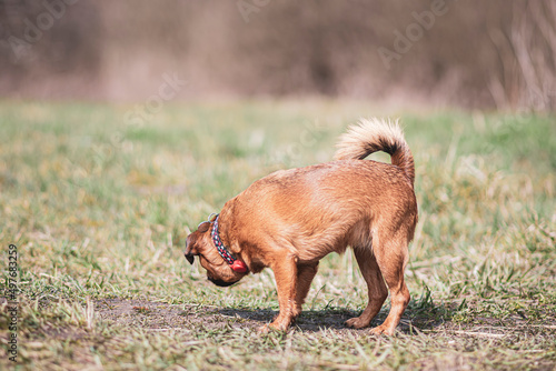 Small brown dog walking in a field. Little mongrel doggy on a sunny morning in a withered meadow in spring. Selective focus on the details, blurred background.