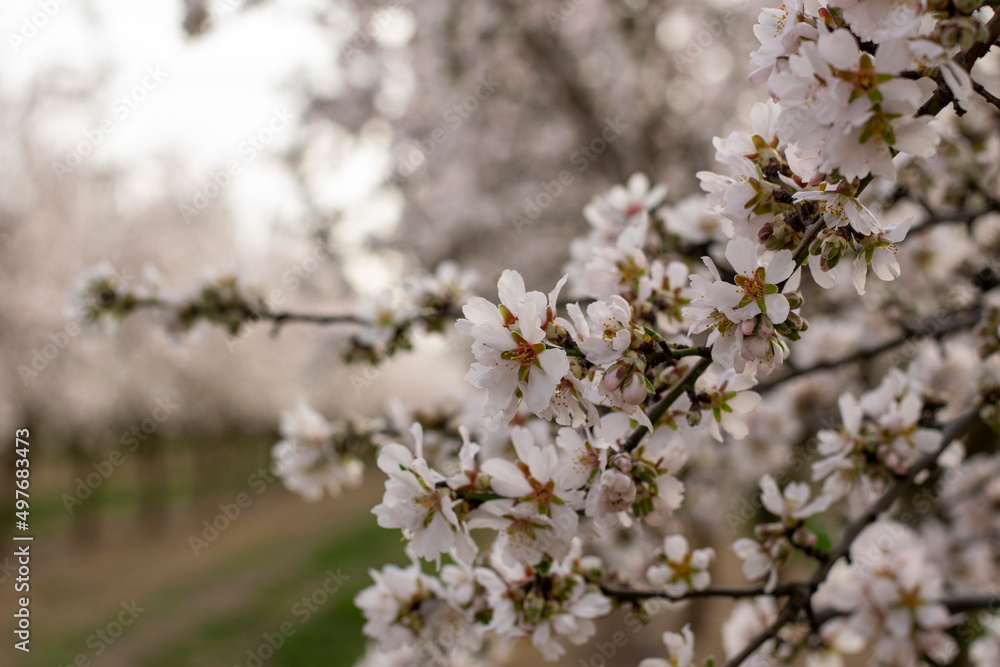 Almendro en estado de floración en primavera Almendro en estado de floración en primavera