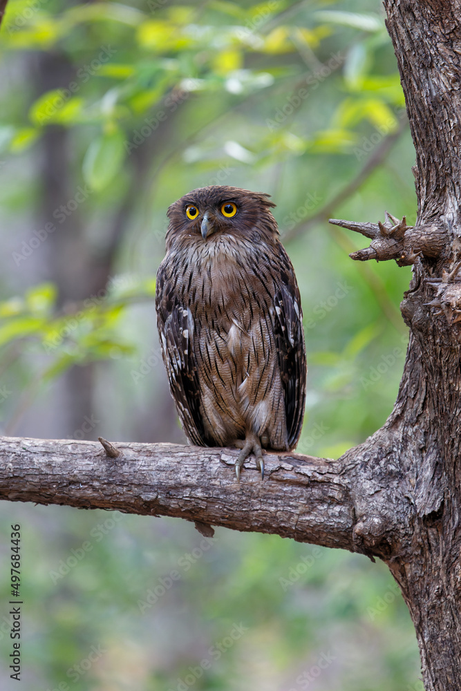 Brown Fish Owl (Ketupa zeylonensis) sitting in a tree in Tadoba National Park in India Brown Fish Owl (Ketupa zeylonensis) sitting in a tree in Tadoba National Park in India