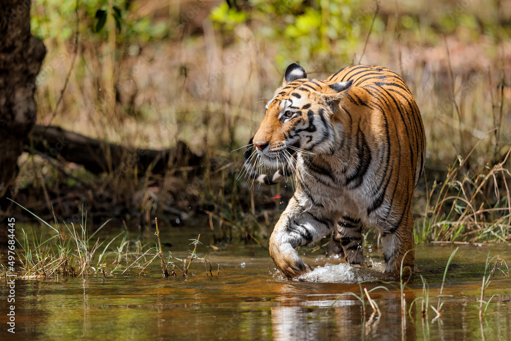 Tiger going carefully in the water of a small lake in Bandhavgarh National Park in India Tiger going carefully in the water of a small lake in Bandhavgarh National Park in India