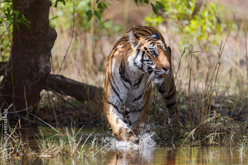 Tiger going carefully in the water of a small lake in Bandhavgarh National Park in India