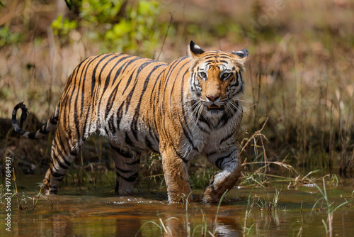 Tiger going carefully in the water of a small lake in Bandhavgarh National Park in India
