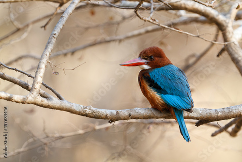 White-throated Kingfisher sitting on a branch in Ranthambore National Park in India
