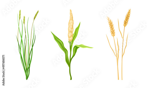 Cereal plants spikelets set. Stalks of grain plants vector illustration
