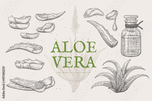 Set of hand drawn cut leaves and aloe vera bush, gel jar. Medical cosmetic plant for skin care. Design element for cosmetics, medicine. Vector illustration in engraving style.