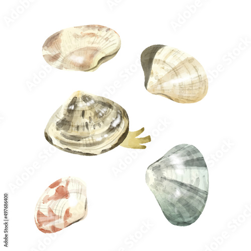 あさり色々　水彩