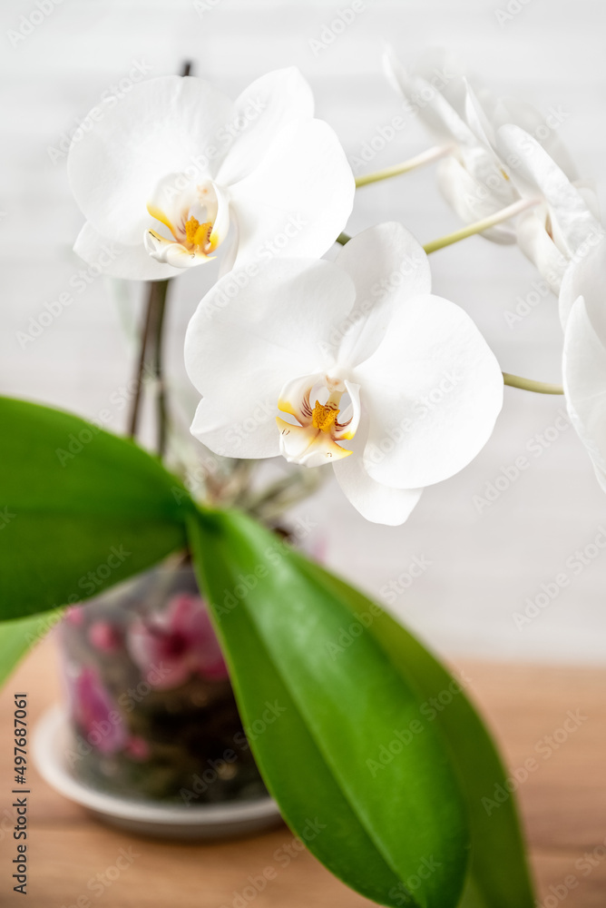 Fototapeta premium Orchid plant with green leaves and bloominng white flowers grows in pot on windowsill