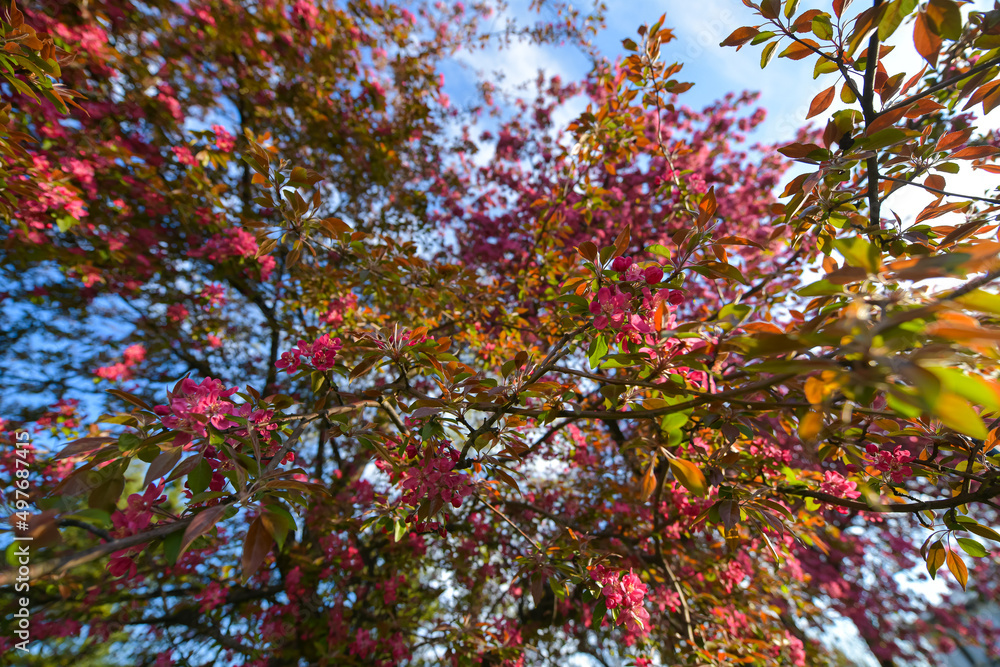 Amazing spring landscape. Beautiful pink purple cherry blossom flowers, close up photography with the symbols of spring. Floral design. Amazing spring landscape. Beautiful pink purple cherry blossom flowers, close up photography with the symbols of spring. Floral design.
