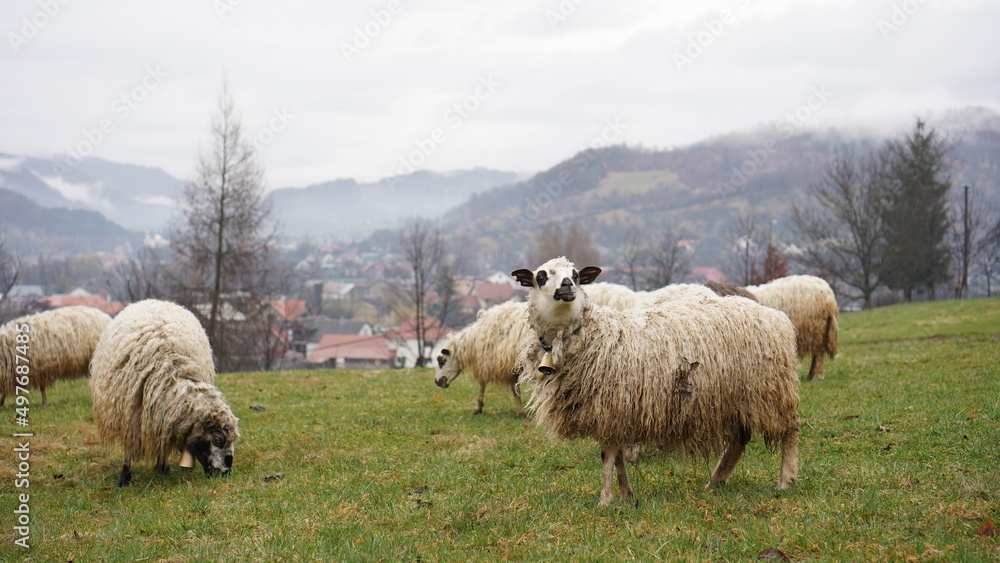 Obraz premium sheep graze in mountain meadows