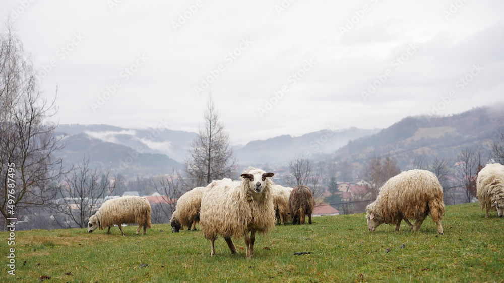 sheep graze in mountain meadows