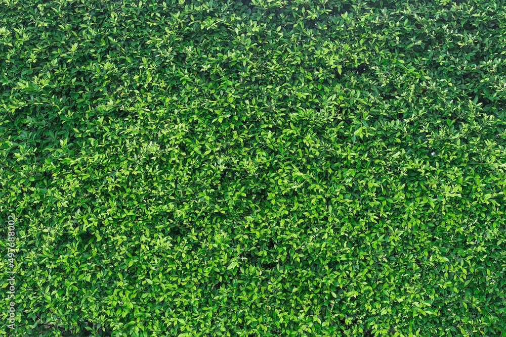 Green leaves wall panorama for art work and backdrop design nature theme Green leaves wall panorama for art work and backdrop design nature theme