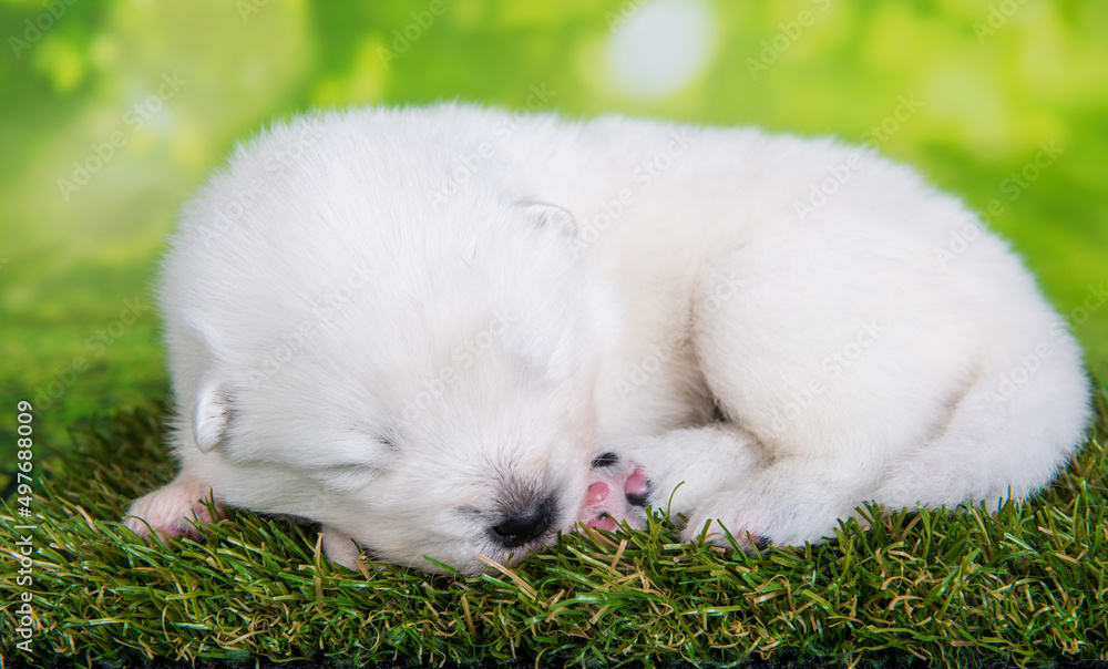 White small Samoyed puppy dog on green grass background White small Samoyed puppy dog on green grass background