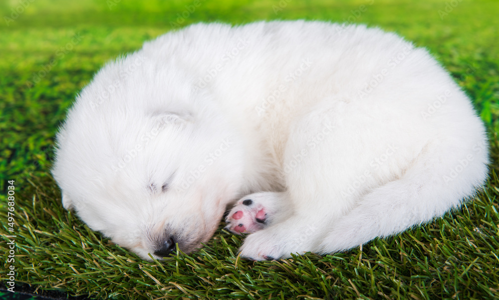 White small Samoyed puppy dog on green grass background White small Samoyed puppy dog on green grass background