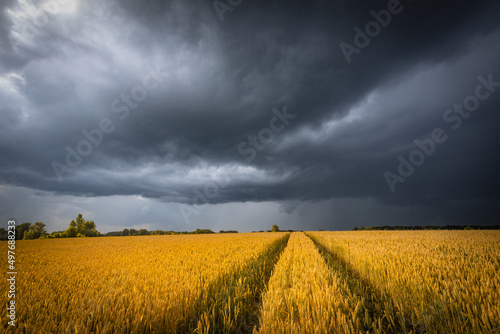 June wheat field under summer dark stormy sky with clouds. Wheat ears, ripening on a field. photo