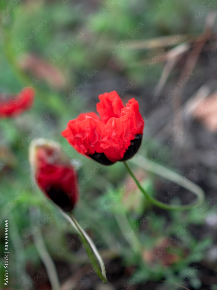 Obraz premium Several red poppies on a green meadow. Close-up of a red poppy flower. Beautiful spring. Nature. Vertically