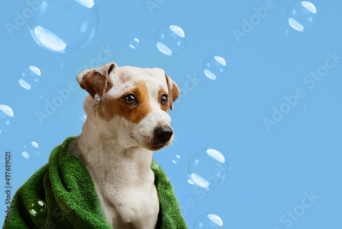 jack russell dog after bathing sits in a towel around soap bubbles, animal care banner