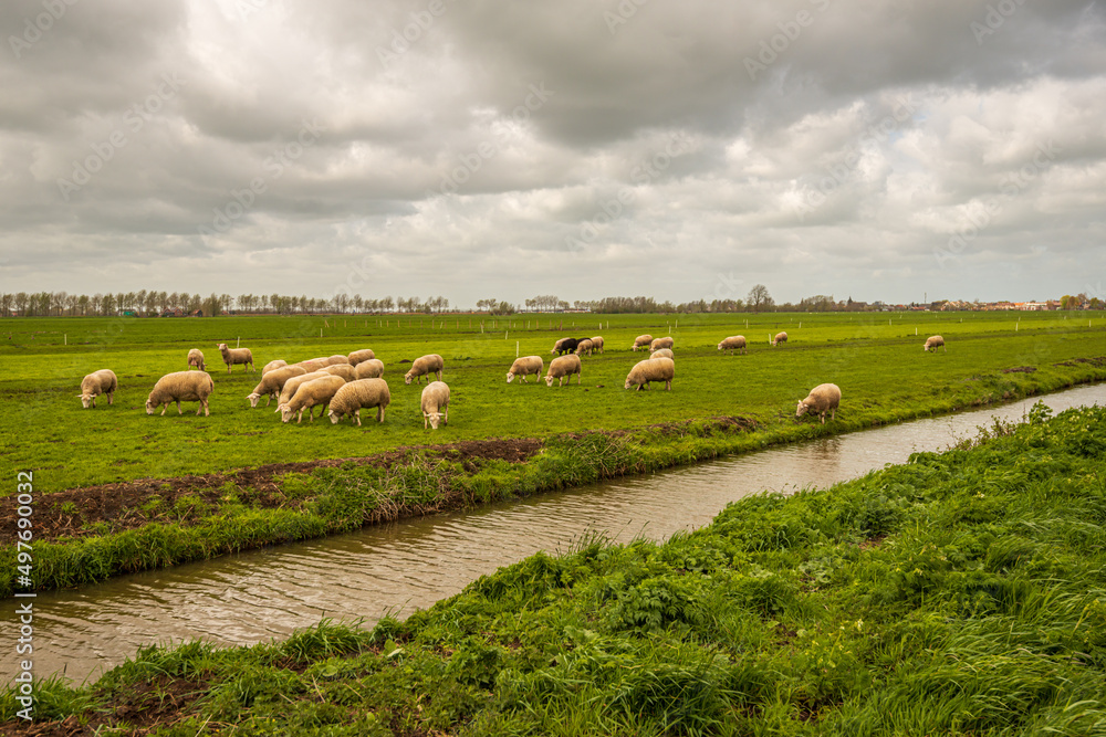 Fototapeta premium Characteristic Dutch polder landscape with sheep and a ditch. The photo was taken on a cloudy day at the beginning of spring near the village of Goudriaan, municipality of Molenlanden, South Holland.