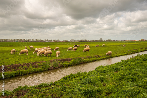 Characteristic Dutch polder landscape with sheep and a ditch. The photo was taken on a cloudy day at the beginning of spring near the village of Goudriaan, municipality of Molenlanden, South Holland. © Ruud Morijn