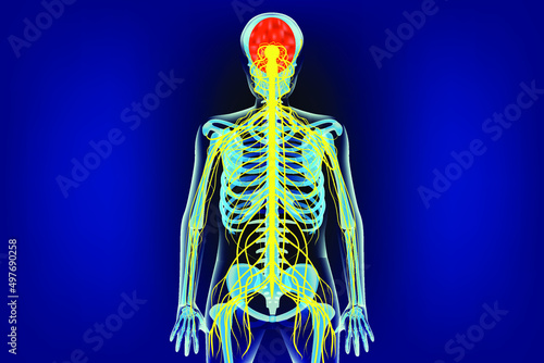 human nervous system shown on a skeleton. Vector medical illustration
