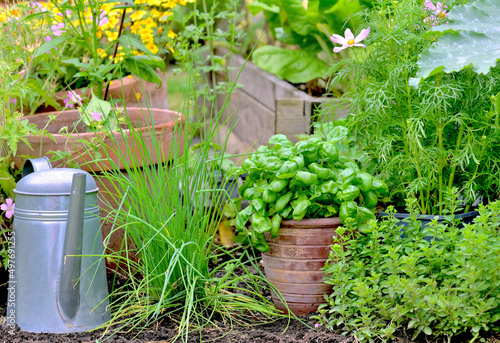 aromatic plant and basil in potted in a vegetable garden