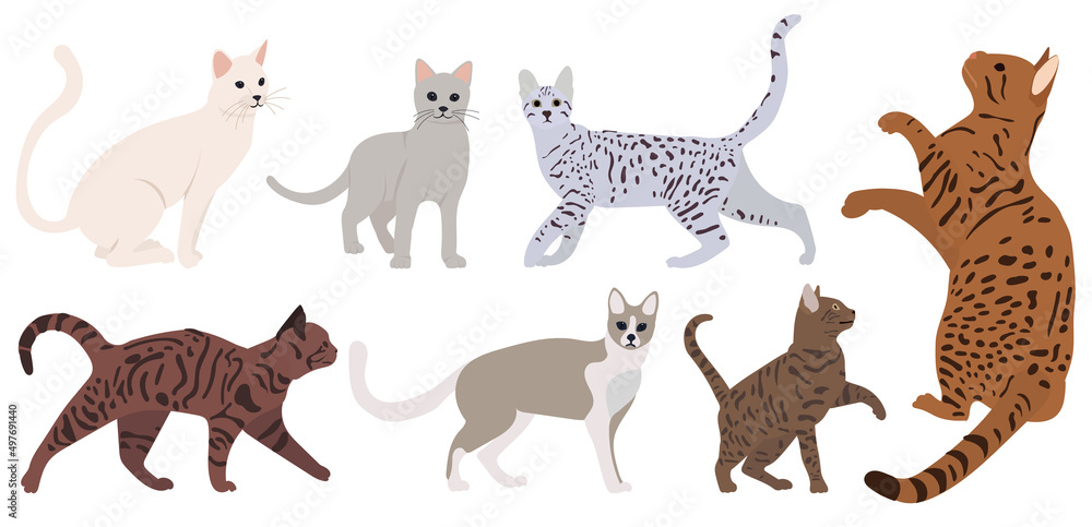 cat set flat design, isolated, vector cat set flat design, isolated, vector