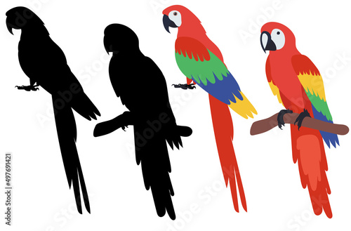 parrot flat design, isolated, vector