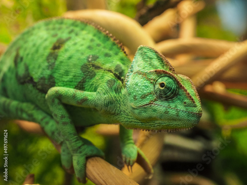 Chameleon close-up. Beautiful reptile chameleon with bright skin on a branch in natural habitat. Exotic tropical animals.